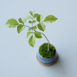 アオダモのミニ盆栽｜淡藤のうつわ 4枚目の画像