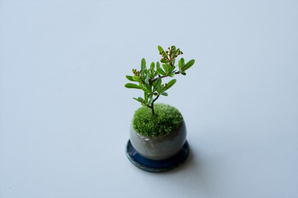 姫トキワサンザシのミニ盆栽｜グレーのうつわ 4枚目の画像