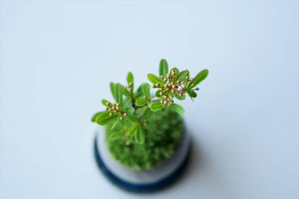 姫トキワサンザシのミニ盆栽｜グレーのうつわ 5枚目の画像