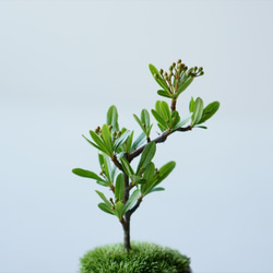 姫トキワサンザシのミニ盆栽｜グレーのうつわ 6枚目の画像