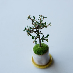 シロシタンのミニ盆栽｜萩白のうつわ 4枚目の画像
