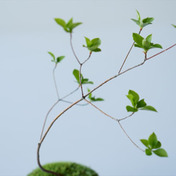 ヤマドウタンのミニ盆栽｜萩のうつわ 6枚目の画像