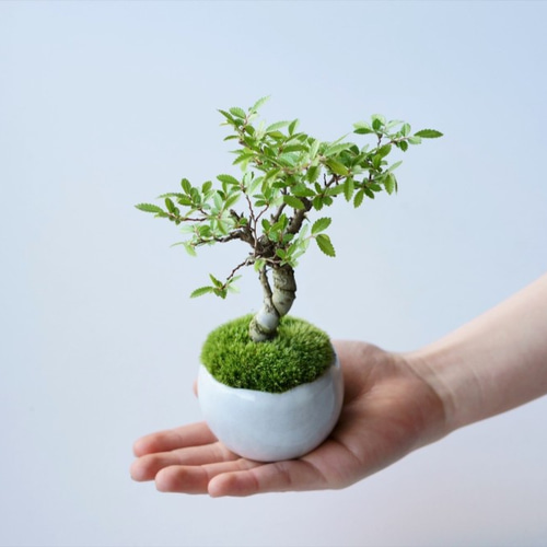 ニレケヤキ小品盆栽 楡槻 #盆栽 #小品盆栽 #盆栽初心者 #bonsai #bonsaï #분재