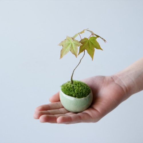 板屋楓（イタヤカエデ）盆栽 SS006 K-style カッティングボード 板屋楓