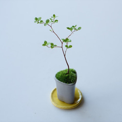 エゴノキのミニ盆栽｜張山鉢 4枚目の画像