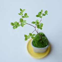 エゴノキのミニ盆栽｜張山鉢 5枚目の画像