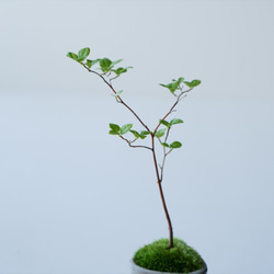 エゴノキのミニ盆栽｜張山鉢 6枚目の画像