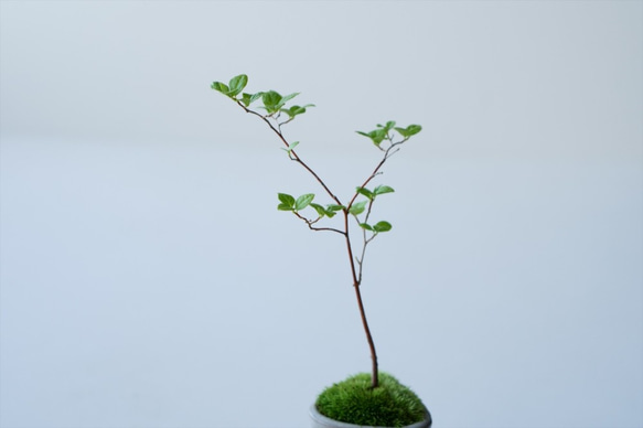 エゴノキのミニ盆栽｜張山鉢 6枚目の画像
