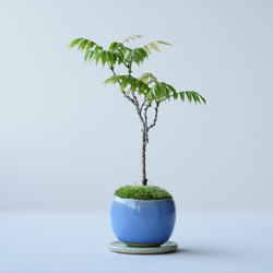 コフジのミニ盆栽｜淡藤のうつわ 1枚目の画像