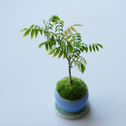 コフジのミニ盆栽｜淡藤のうつわ 4枚目の画像
