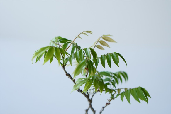 コフジのミニ盆栽｜淡藤のうつわ 6枚目の画像