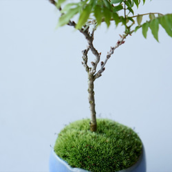 コフジのミニ盆栽｜淡藤のうつわ 7枚目の画像