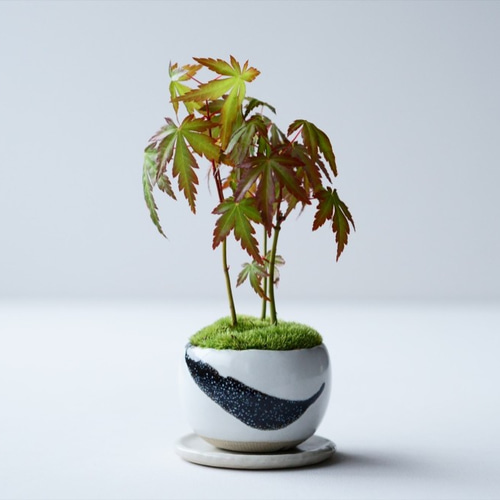 ヤマモミジ｜墨のうつわ 盆栽 Sekibokka 通販 11840158｜Creema(クリーマ)