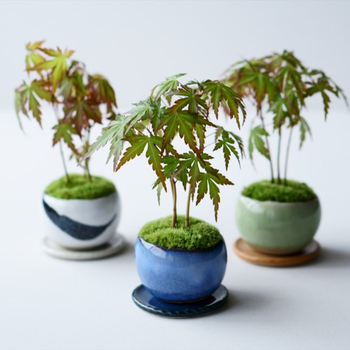 ヤマモミジ｜墨のうつわ 盆栽 Sekibokka 通販 11840158｜Creema(クリーマ)