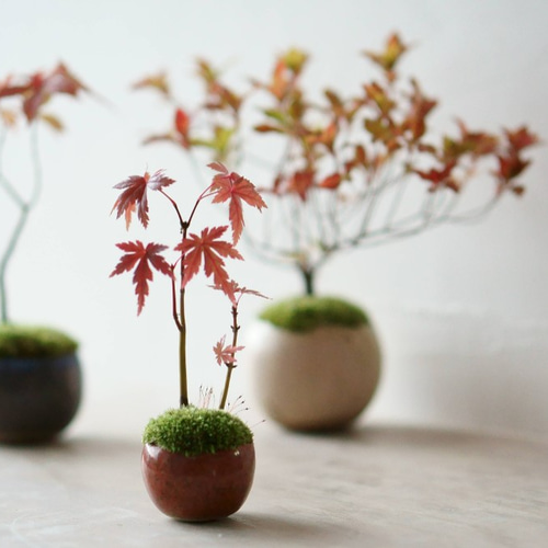 ヤマモミジ｜墨のうつわ 盆栽 Sekibokka 通販 11840158｜Creema(クリーマ)