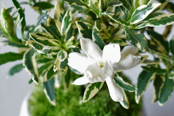 姫クチナシのミニ盆栽｜白いうつわ 6枚目の画像