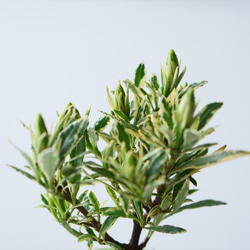 姫クチナシのミニ盆栽｜マーブルのうつわ 6枚目の画像