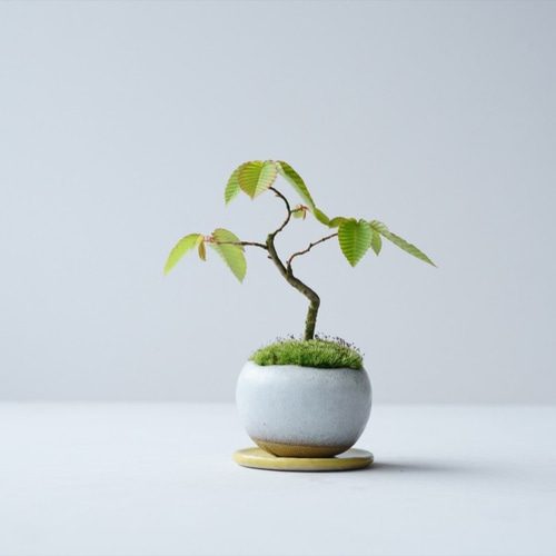 金四手(カナシデ)盆栽 SS002 カナシデのミニ盆栽｜萩白のうつわ 盆栽