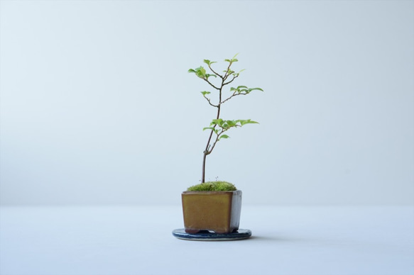エゴノキのミニ盆栽｜張山角鉢 2枚目の画像