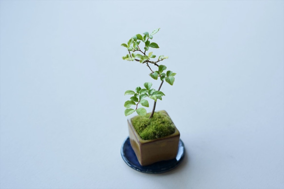 エゴノキのミニ盆栽｜張山角鉢 4枚目の画像