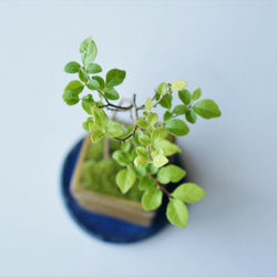 エゴノキのミニ盆栽｜張山角鉢 5枚目の画像