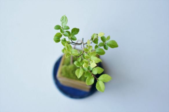 エゴノキのミニ盆栽｜張山角鉢 5枚目の画像