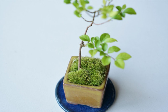 エゴノキのミニ盆栽｜張山角鉢 6枚目の画像