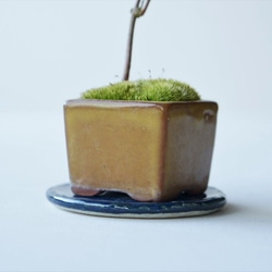 エゴノキのミニ盆栽｜張山角鉢 7枚目の画像