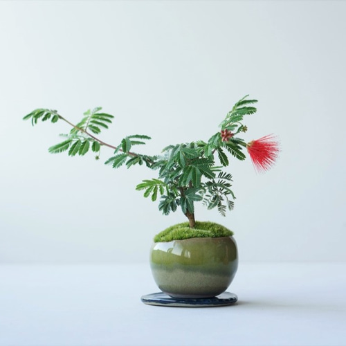 緋ネムのミニ盆栽｜うぐいす色のうつわ アートフラワー Sekibokka 通販
