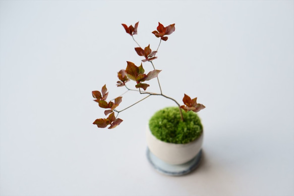 ヤマドウタンのミニ盆栽｜萩白のうつわ 4枚目の画像
