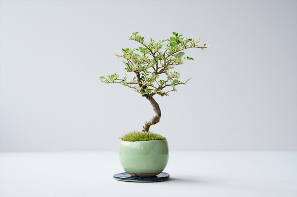 金芽ケヤキのミニ盆栽｜若草色のうつわ 盆栽 Sekibokka 通販