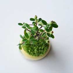 カマツカコケモモのミニ盆栽｜檸檬色のうつわ 6枚目の画像