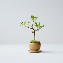 トキワサンザシのミニ盆栽｜びわ色のうつわ 2枚目の画像