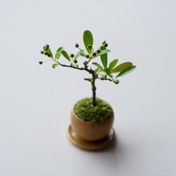 トキワサンザシのミニ盆栽｜びわ色のうつわ 4枚目の画像