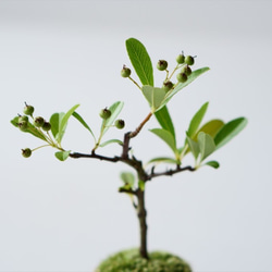 トキワサンザシのミニ盆栽｜びわ色のうつわ 7枚目の画像
