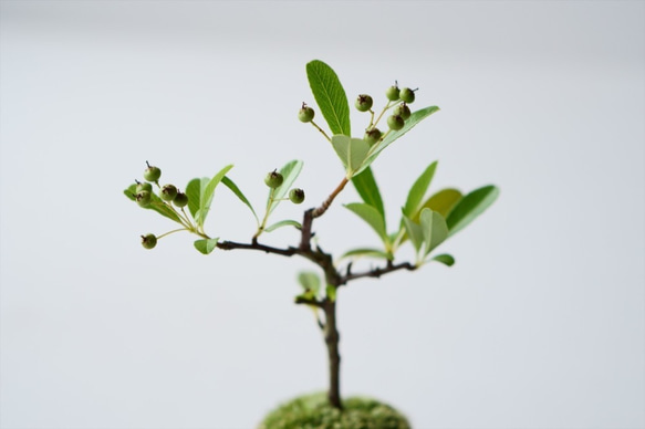 トキワサンザシのミニ盆栽｜びわ色のうつわ 7枚目の画像