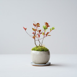 ヤマドウタンのミニ盆栽｜マーブルのうつわ 2枚目の画像