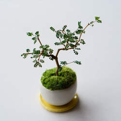 姫エンジュのミニ盆栽｜白いうつわ 盆栽 Sekibokka 通販