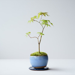 ヤマモミジのミニ盆栽｜淡藤のうつわ 2枚目の画像