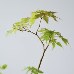 ヤマモミジのミニ盆栽｜淡藤のうつわ 7枚目の画像
