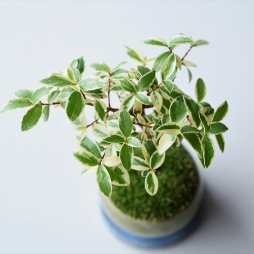 斑入りギンバイカ｜うぐいす色のうつわ 盆栽 Sekibokka 通販 12672025