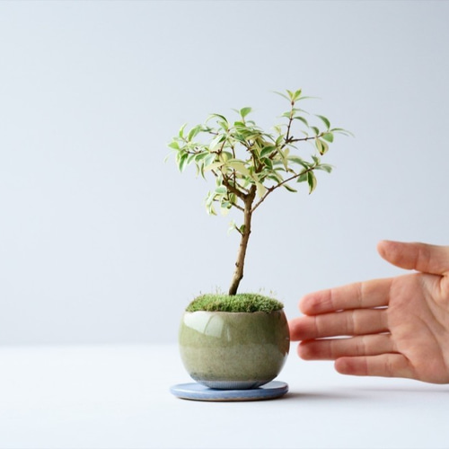 斑入ヤクシマハイヒカゲ 盆栽 斑入ヤクシマハイヒカゲ 盆栽 ツツジ