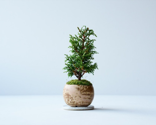 ✿１　八房 ひのき ヒノキ　盆栽　米寿記念 ✿1 八房 ひのき ヒノキ 盆栽 米寿記念