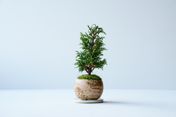 八房ヒノキ｜Limited color 盆栽 Sekibokka 通販 12893617