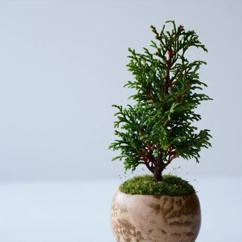 ✿２　盆栽 中サイズ 八房 ヒノキ 中品盆栽：八房桧（ひのき） 現品*※鉢割れ有 ヒノキ hinoki