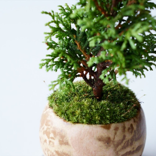 檜（ヒノキ）盆栽 SS004 檜（ヒノキ）盆栽 SS004 | 盆栽創【Bonsaisou】