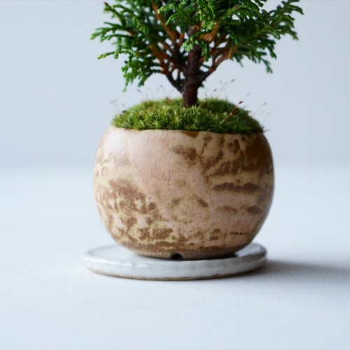 八房ヒノキ｜Limited color 盆栽 Sekibokka 通販 12893617