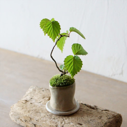 ガマズミのミニ盆栽｜新月のうつわ その他アート Sekibokka 通販