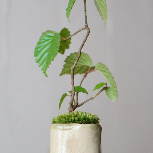 ガマズミ　双幹　実付き盆栽　ガマズミ盆栽 ガマズミ 双幹 実付き盆栽 ガマズミ盆栽 ガマズミとカリン | 小品盆栽