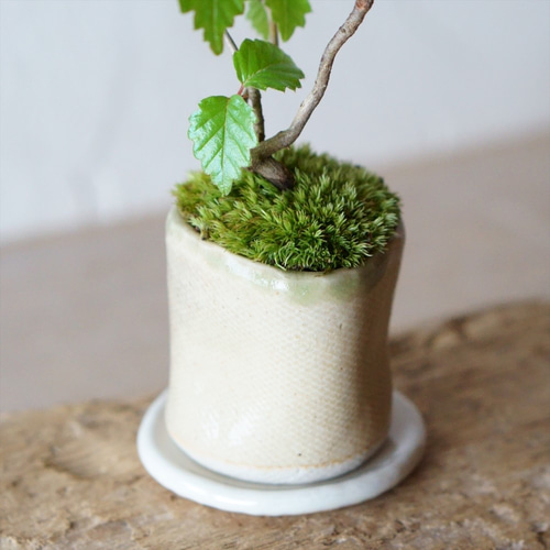 ガマズミのミニ盆栽｜新月のうつわ その他アート Sekibokka 通販